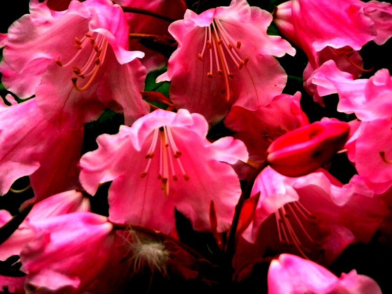 Pink Rhododendron Flowers — Vibrant, Photograph