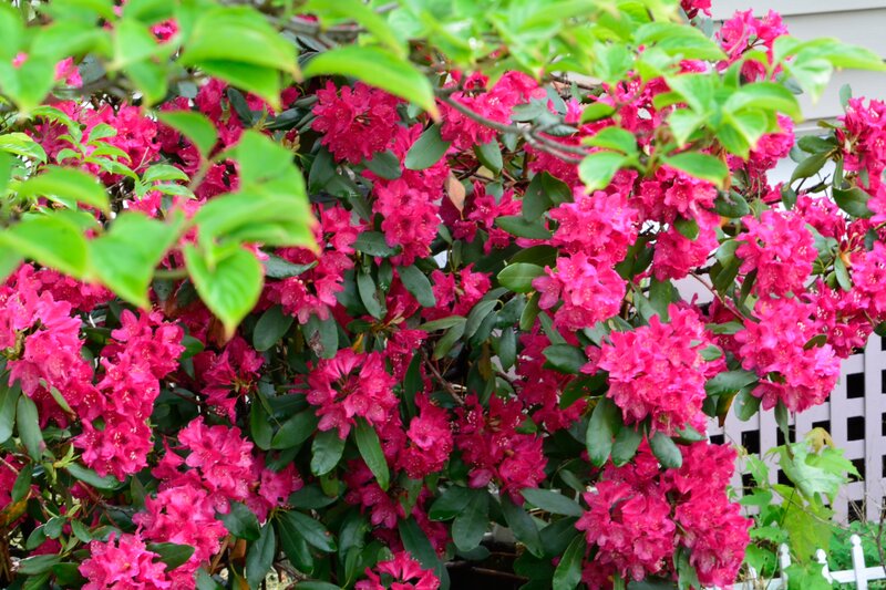 Pink Rhododendron Flowers — Vibrant, Spring, Photograph, Green Leaves