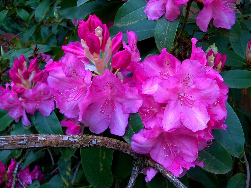 Pink Rhododendron Flowers — Vibrant, Spring, Photograph, Leaves, Branch