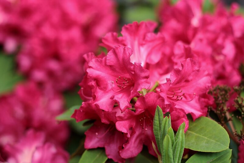 Pink Rhododendron Flowers — Vibrant, Spring, Photograph, Leaves, Buds