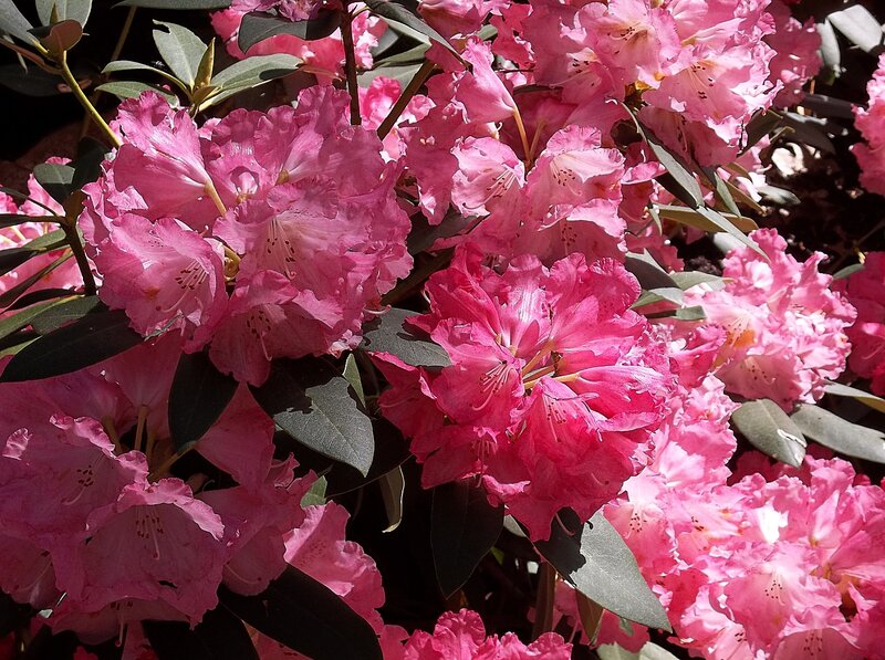 Pink Rhododendron Flowers — Vibrant, Spring, Photograph