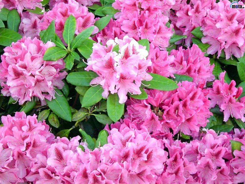 Pink Rhododendron Flowers — Vibrant, Spring
