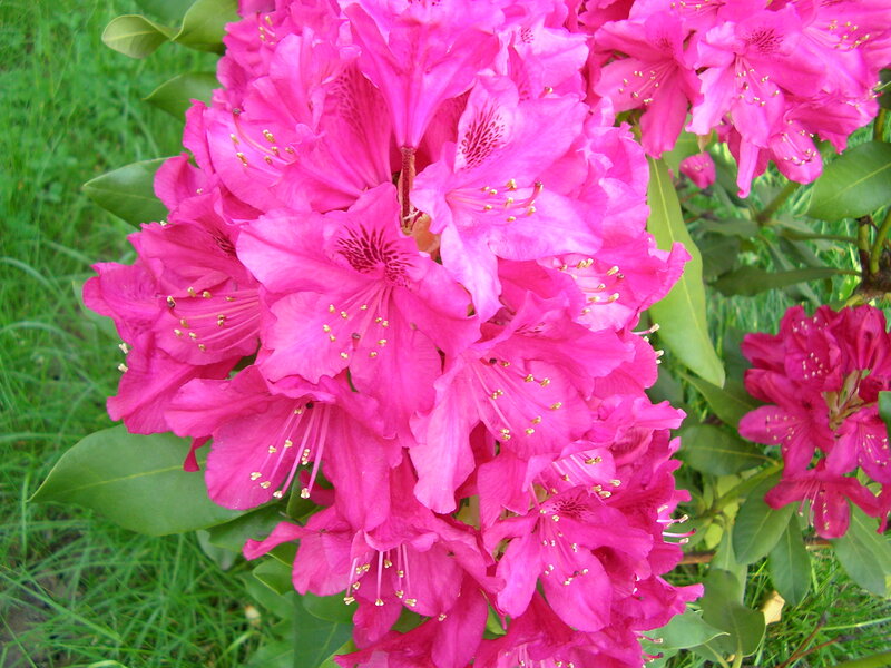 Pink Rhododendron Flowers — Vibrant, Summer