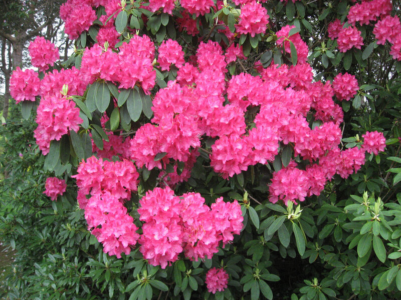 Pink Rhododendron Flowers — Vibrant