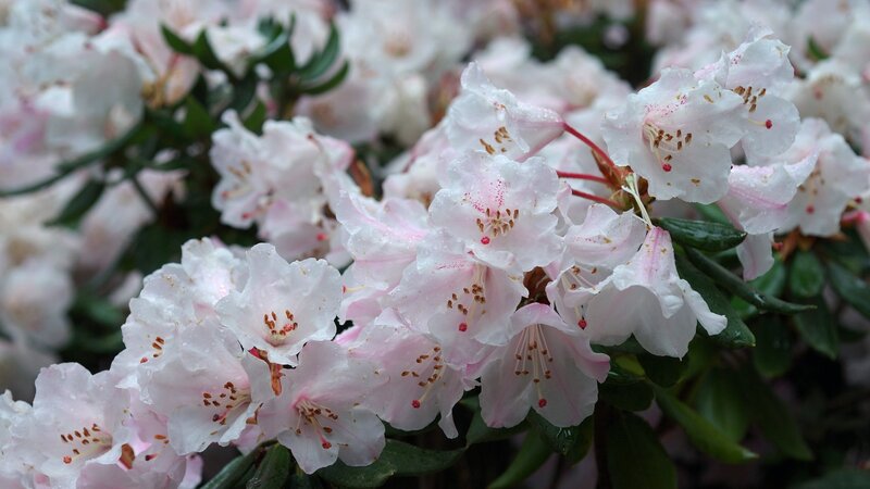Pink Rhododendron Flowers — White