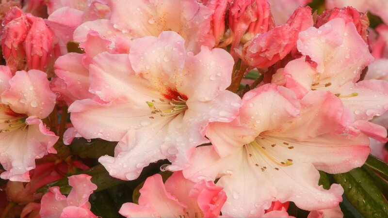 Pink rhododendron flowers with water droplets