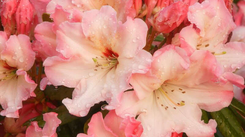 Pink rhododendron flowers with water droplets