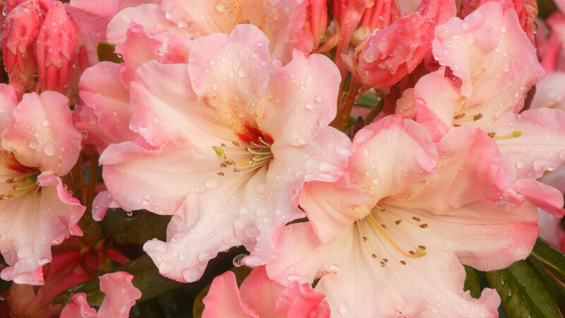 Pink rhododendron flowers with water droplets