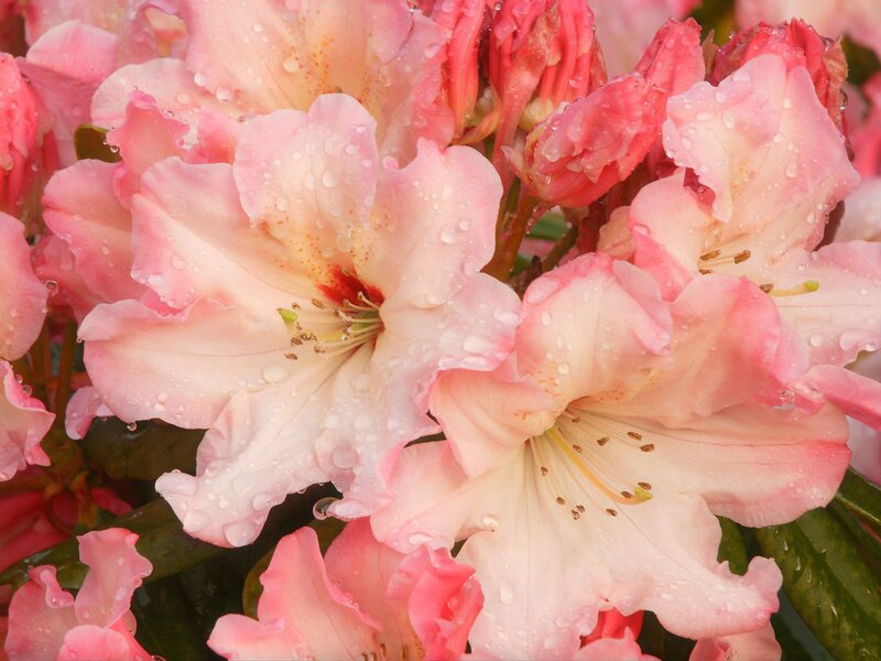 Pink rhododendron flowers with water droplets