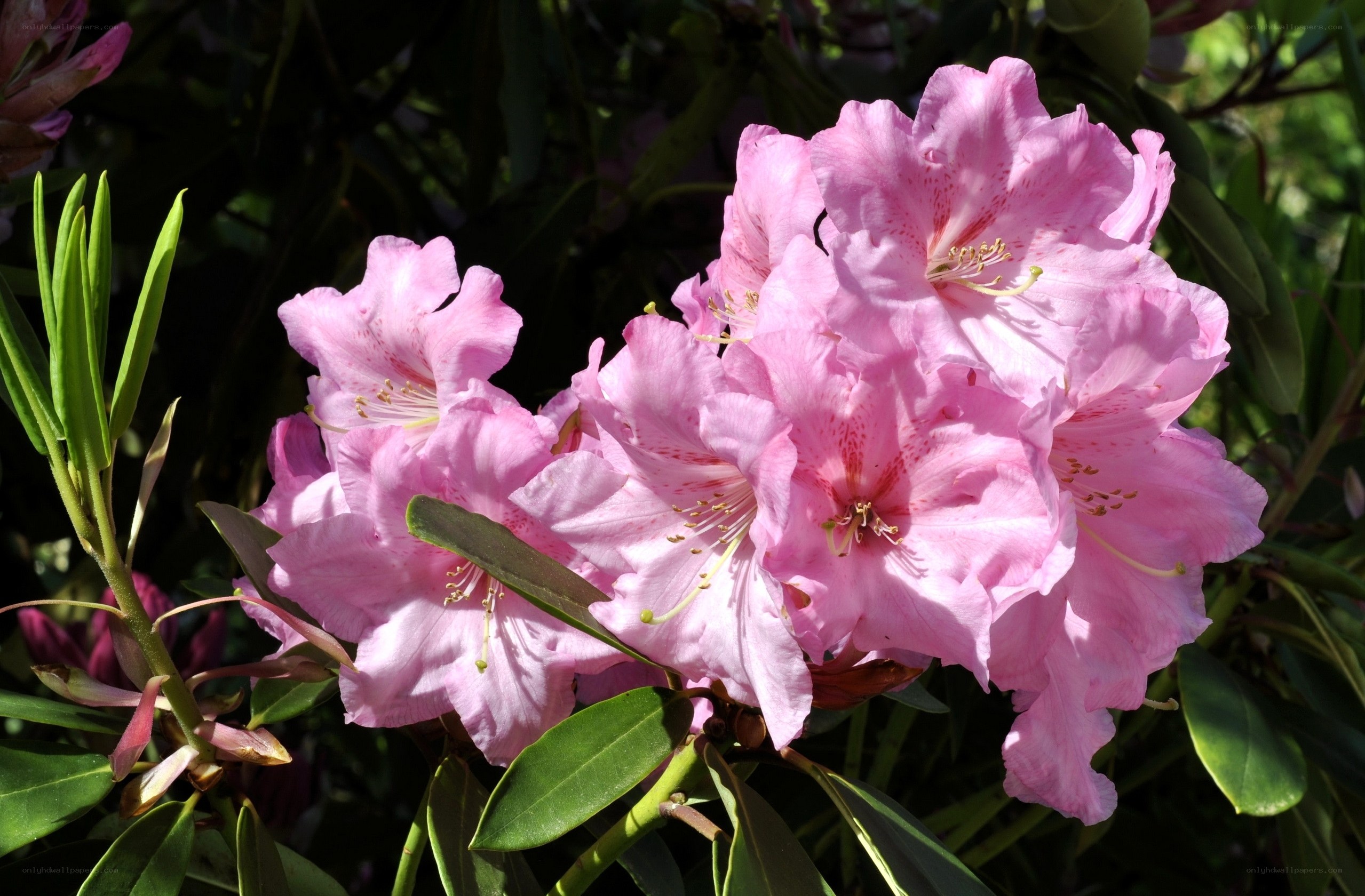 Pink rhododendron flowers
