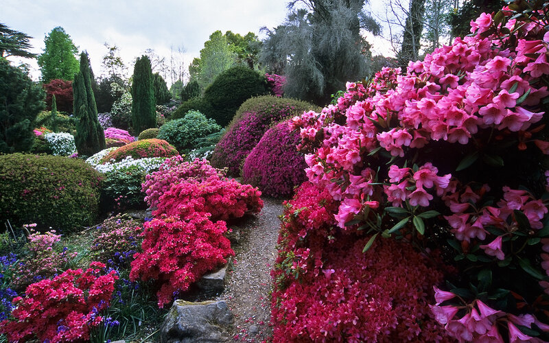 Pink Rhododendron Garden