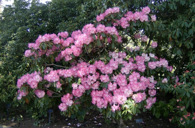 Pink rhododendron in bloom