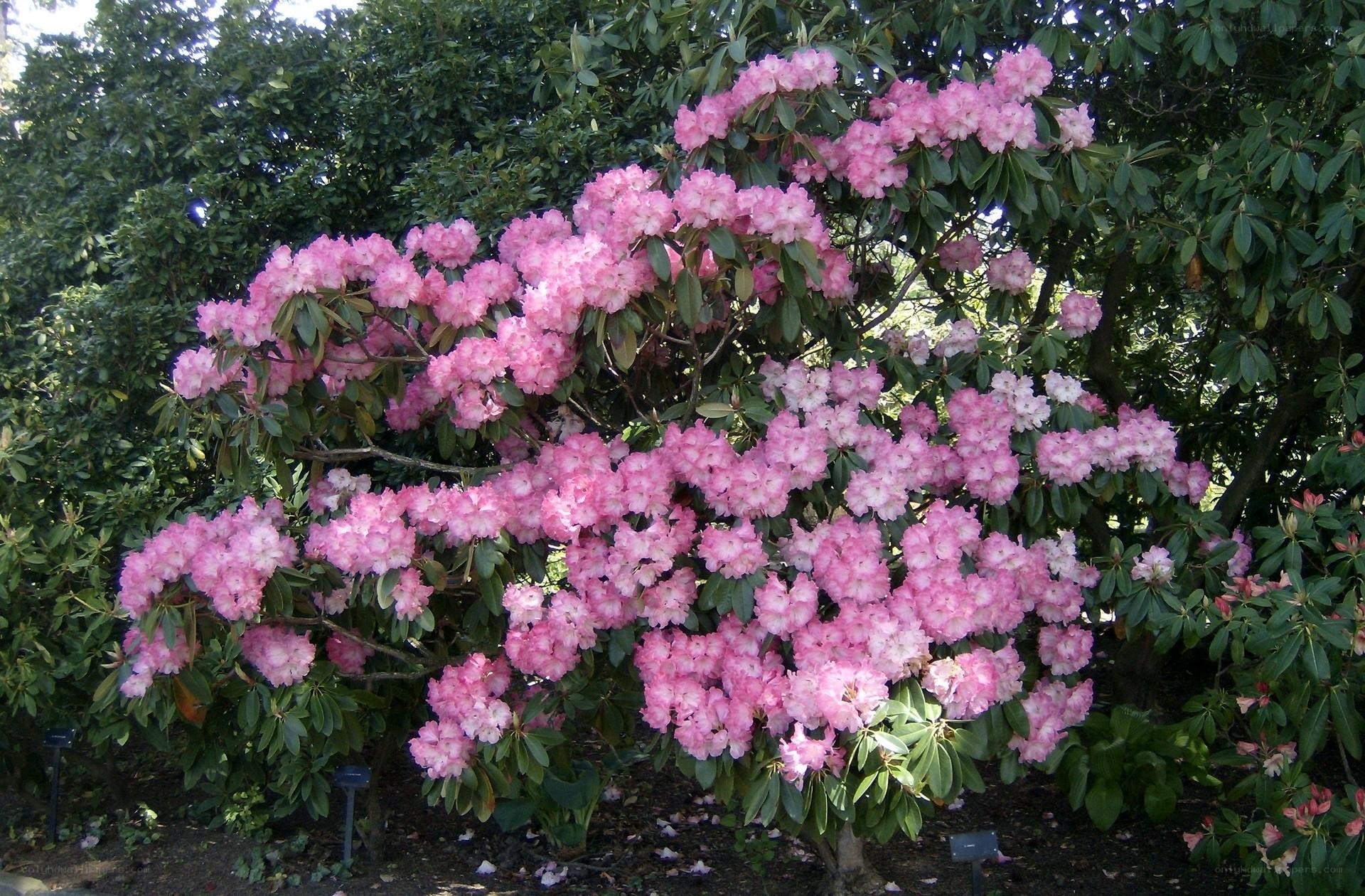 Pink rhododendron in bloom