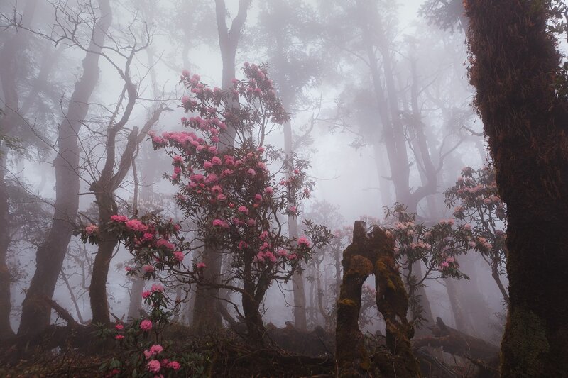 Pink Rhododendron in Forest