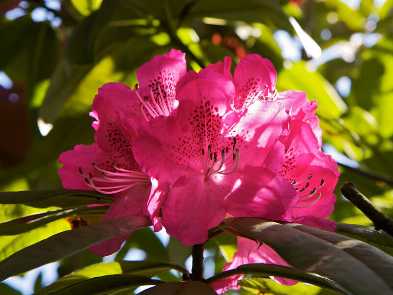 Pink rhododendron in sunlight