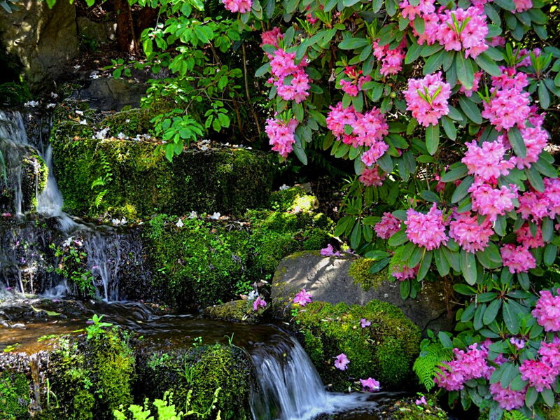 Pink Rhododendron Waterfall
