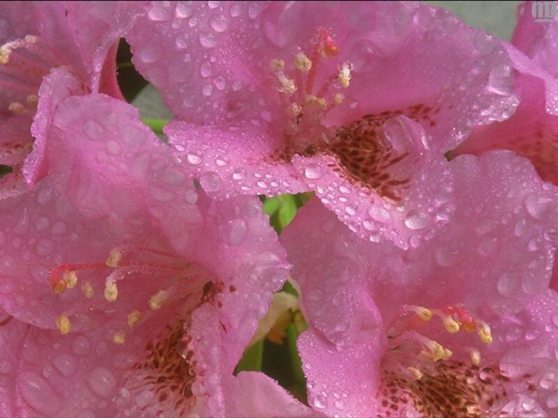 Pink rhododendron with water droplets