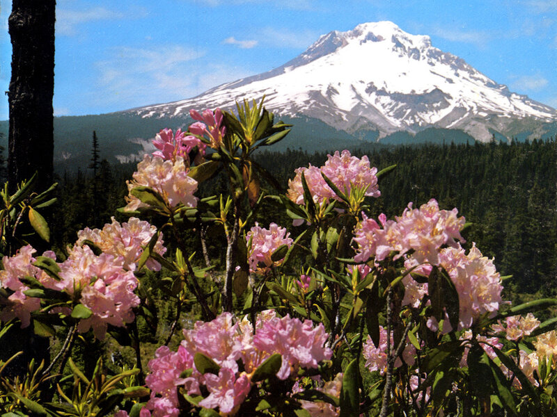 Pink Rhododendrons and Mountain