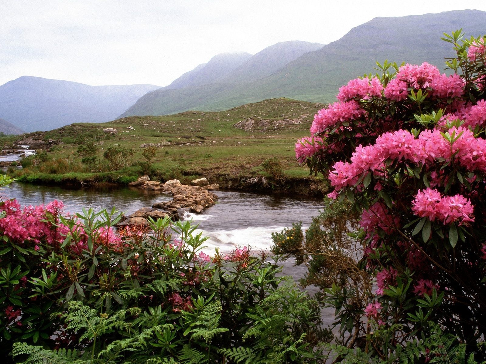 Pink rhododendrons by a river