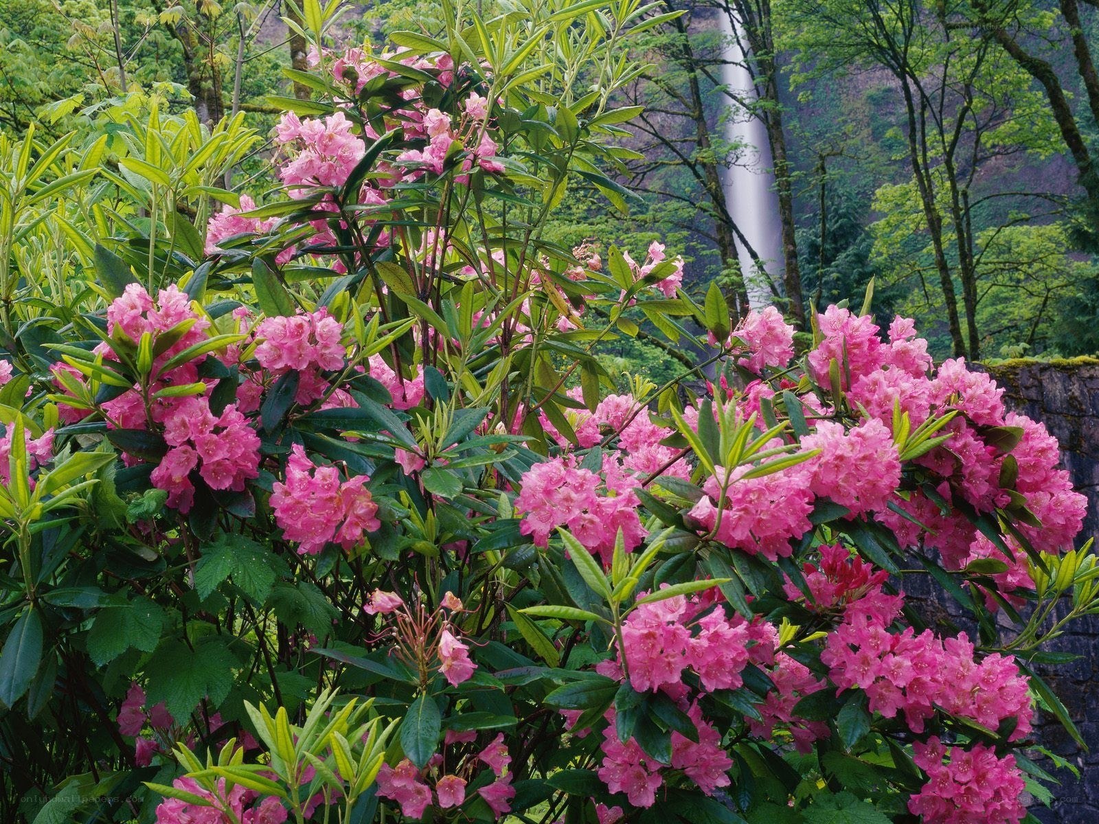 Pink rhododendrons by a waterfall