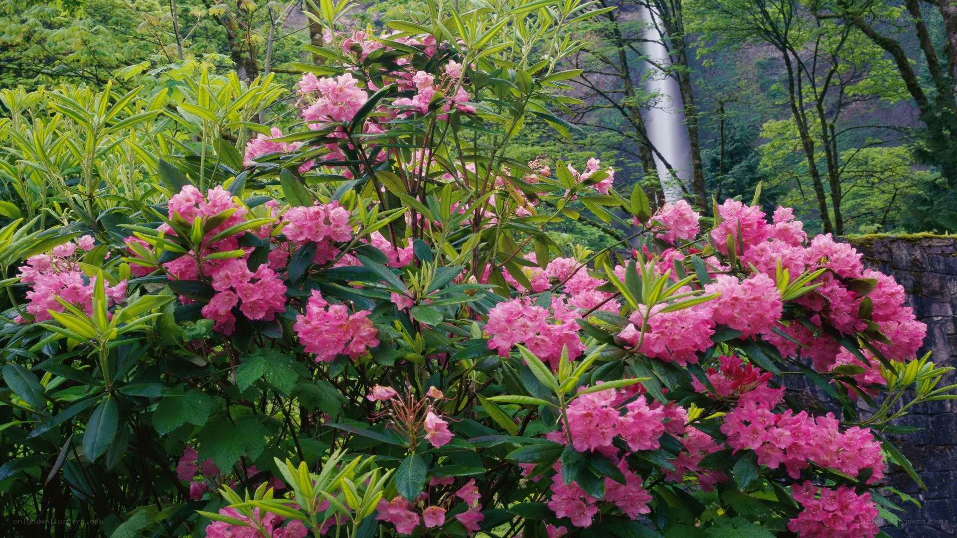 Pink rhododendrons by a waterfall