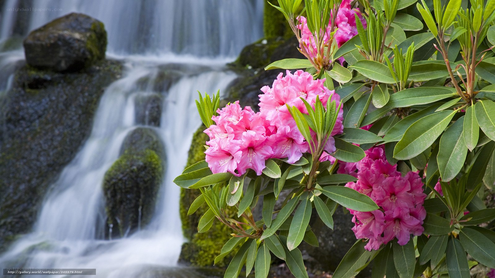 Pink rhododendrons by a waterfall