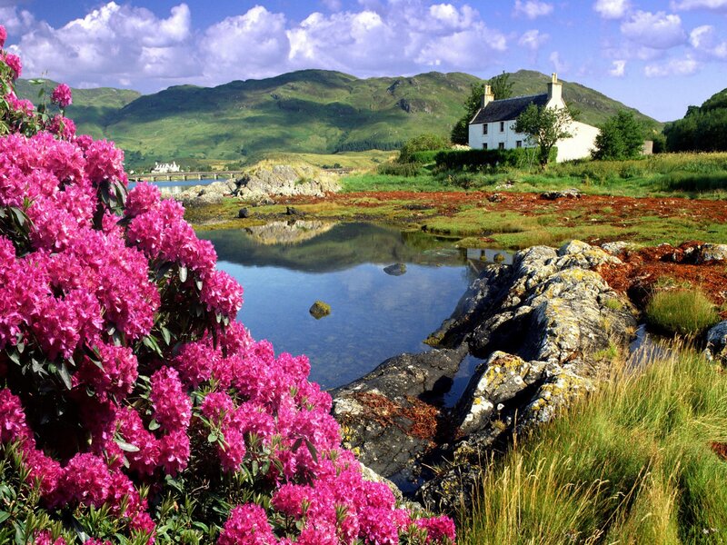 Pink Rhododendrons by Cottage — Serene, Summer