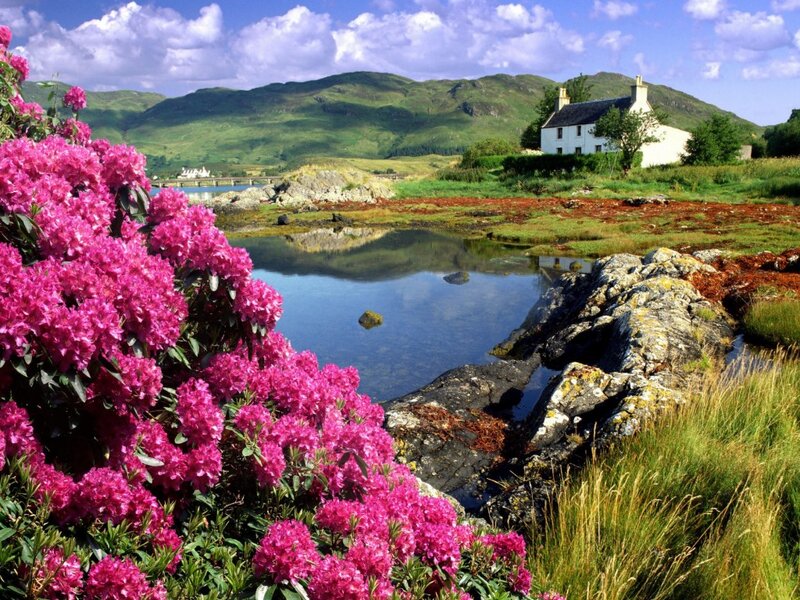 Pink Rhododendrons by Cottage — Serene