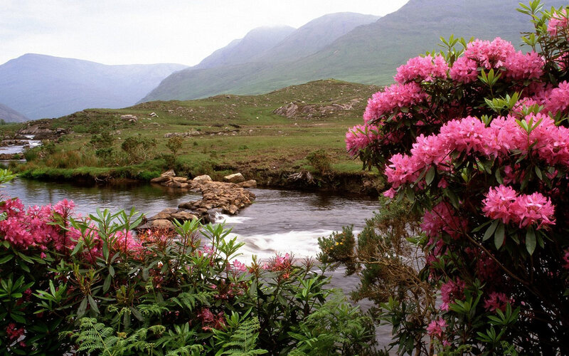 Pink Rhododendrons by River