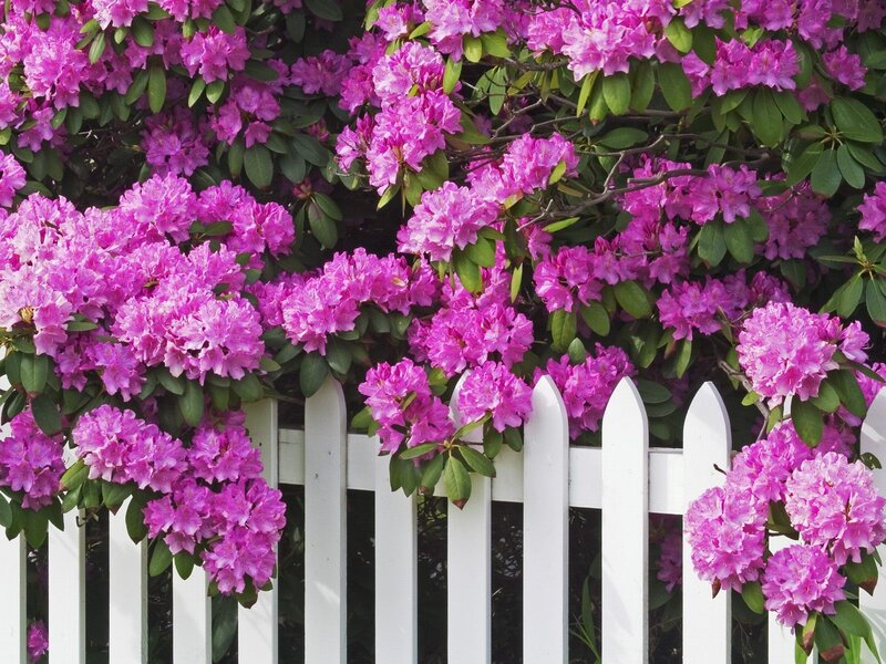 Pink rhododendrons by white fence