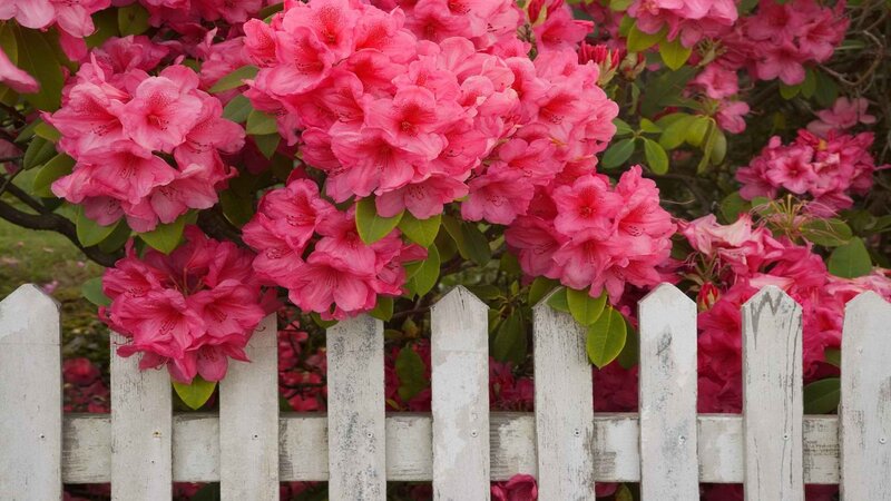 Pink rhododendrons by white fence