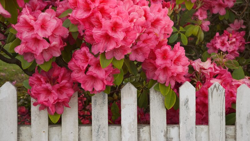 Pink rhododendrons by white fence