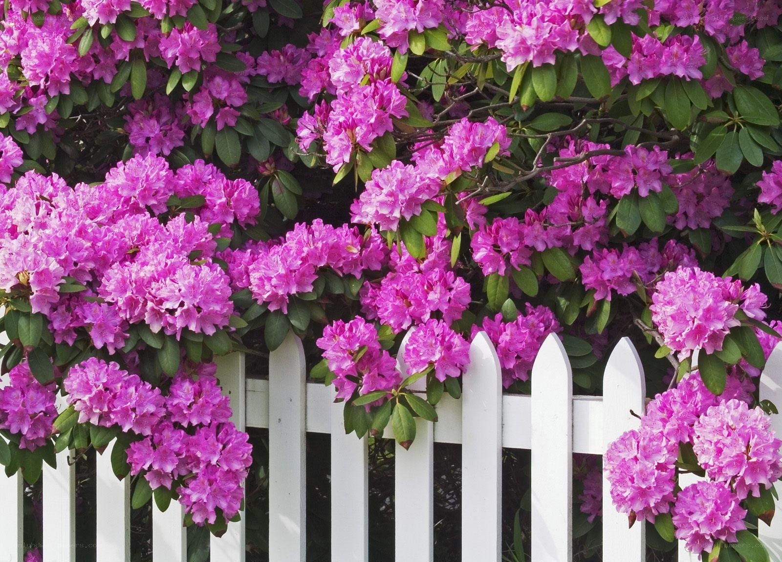 Pink rhododendrons by white fence