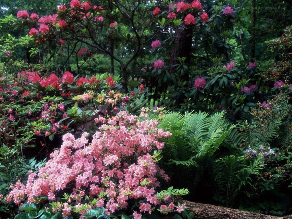 Pink rhododendrons in a forest