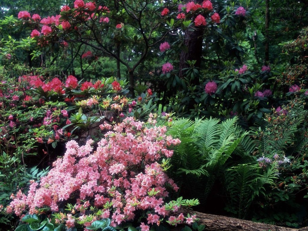 Pink rhododendrons in a forest