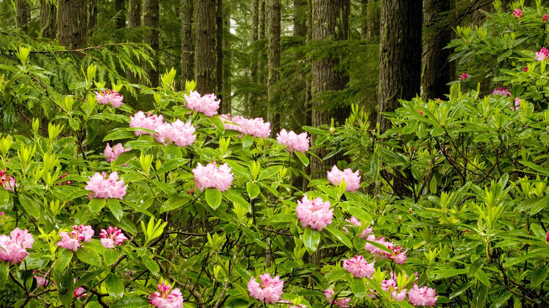Pink rhododendrons in forest