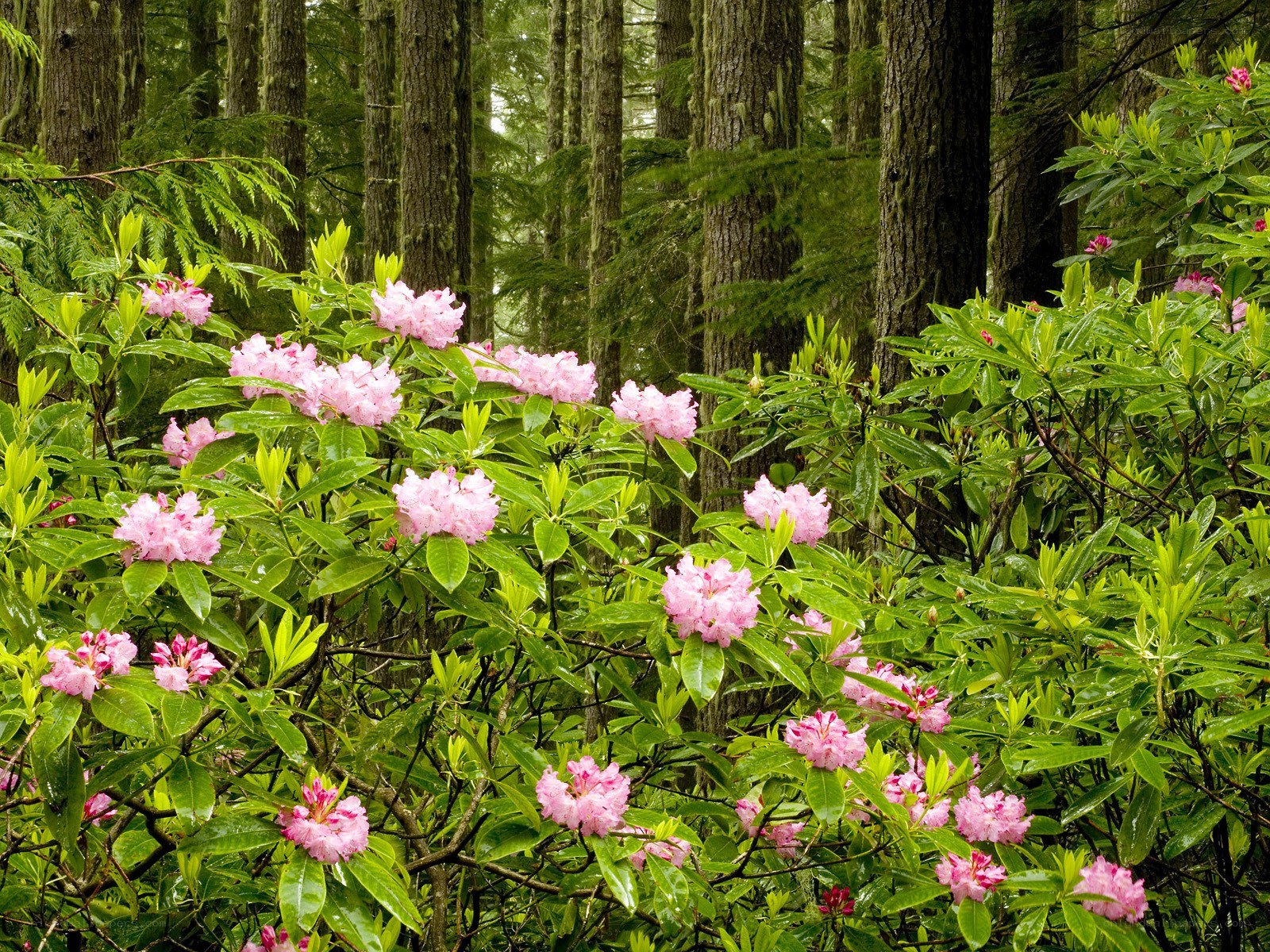 Pink rhododendrons in forest
