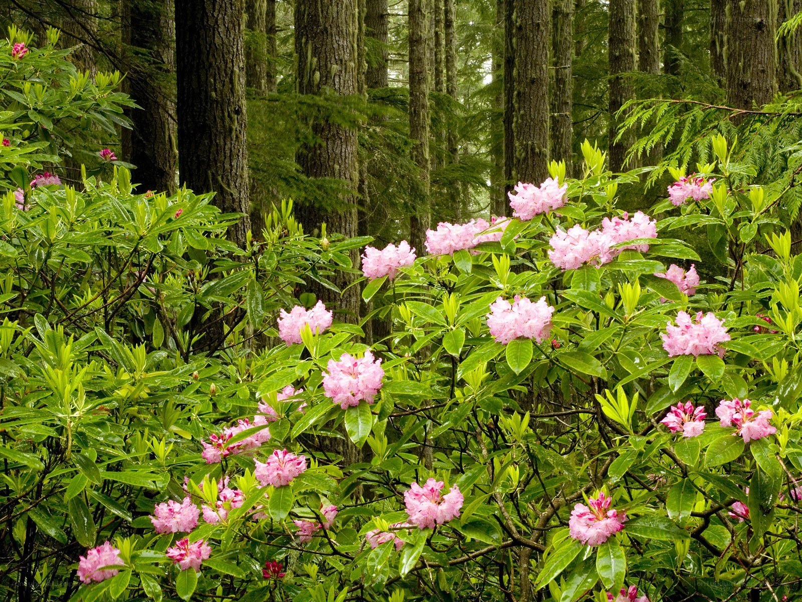 Pink rhododendrons in forest