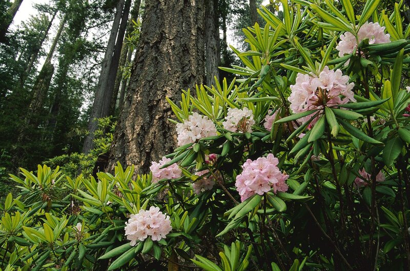 Pink rhododendrons in forest