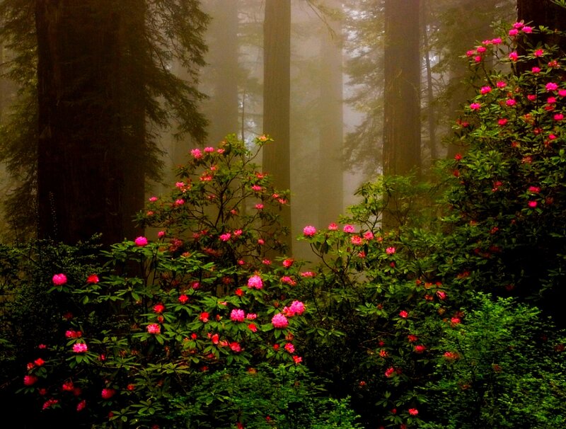 Pink Rhododendrons in Forest — Green, Misty
