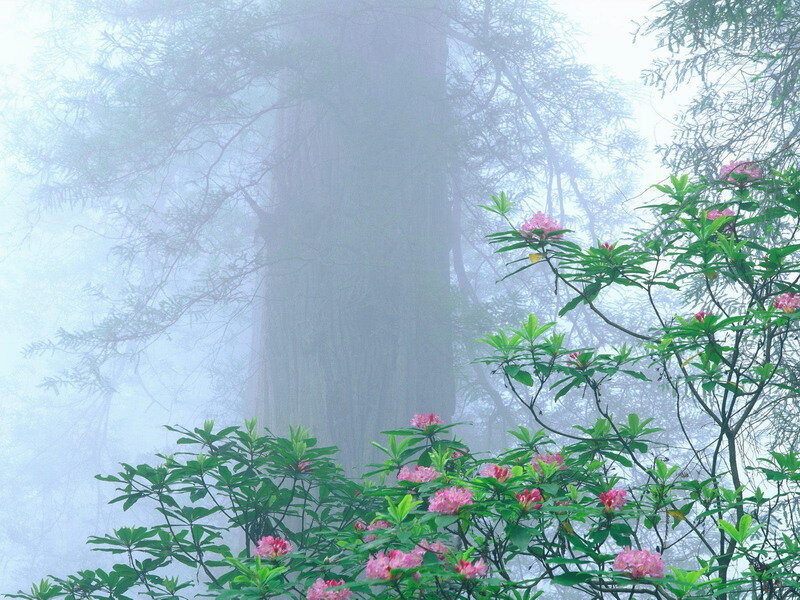 Pink Rhododendrons in Forest — Green