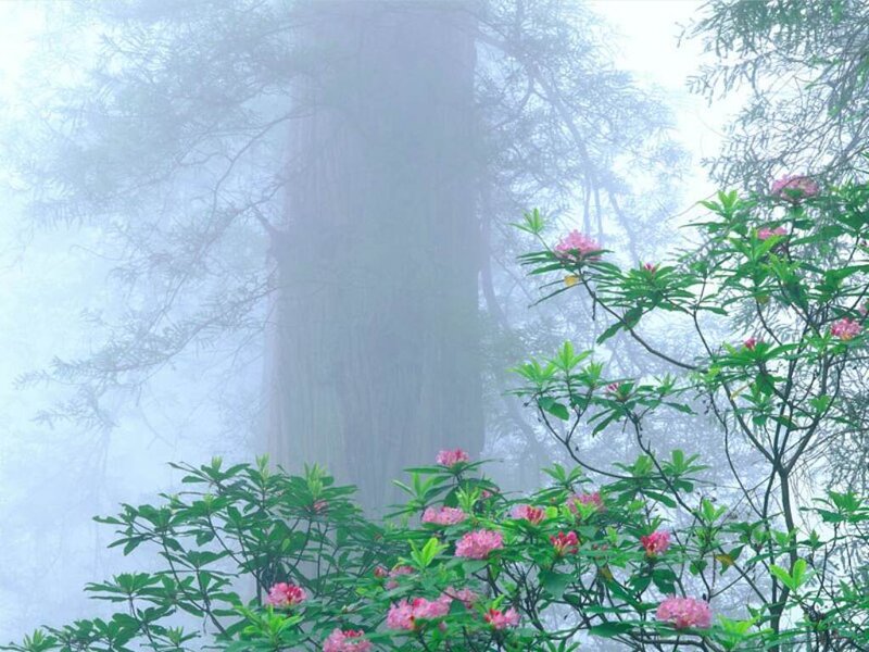 Pink Rhododendrons in Forest — Misty