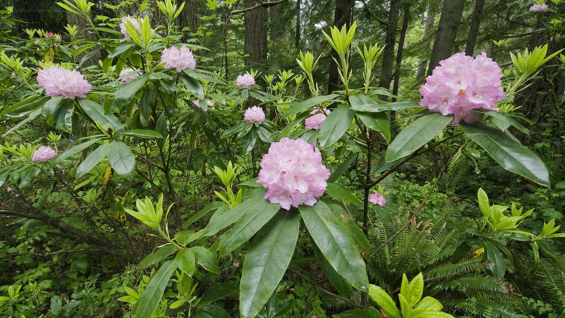 Pink rhododendrons in forest