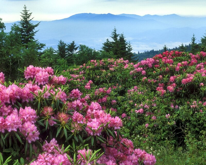 Pink rhododendrons in mountain landscape