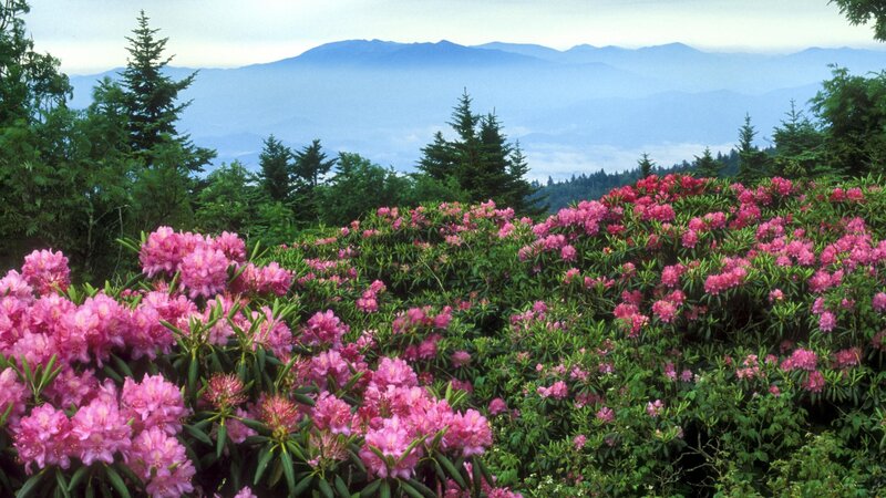 Pink rhododendrons in mountain landscape