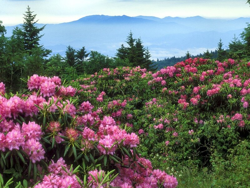 Pink rhododendrons in mountain landscape