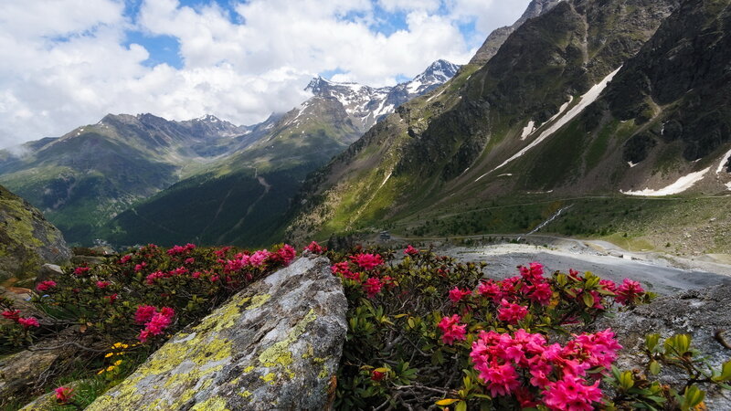 Pink Rhododendrons in Mountains