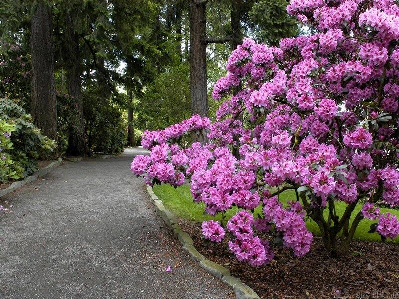 Pink rhododendrons on a garden path