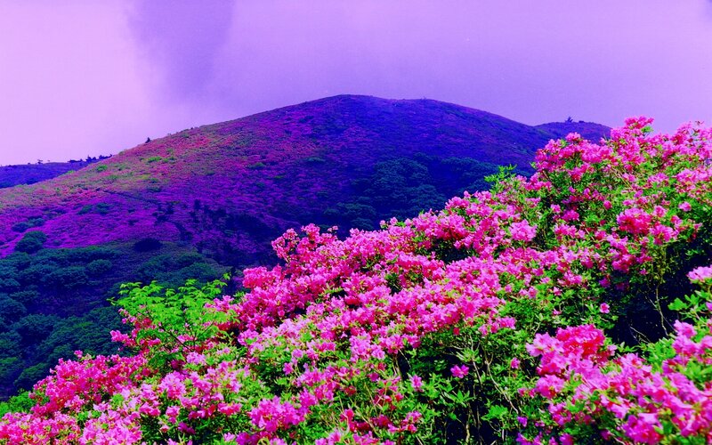 Pink Rhododendrons on Hill