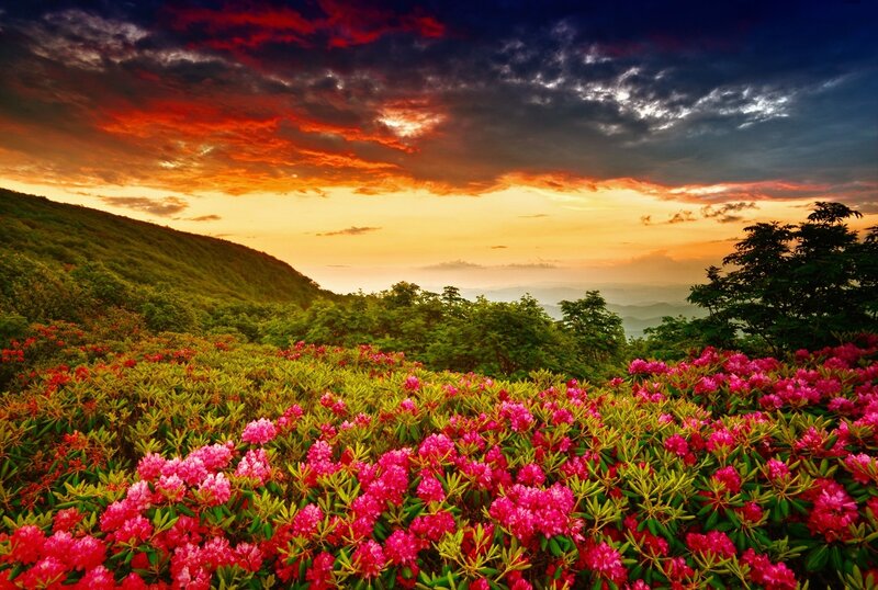 Pink Rhododendrons on Hillside — Dramatic